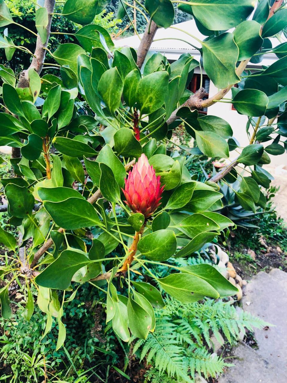 11 Protea Villa Knysna Ngoại thất bức ảnh