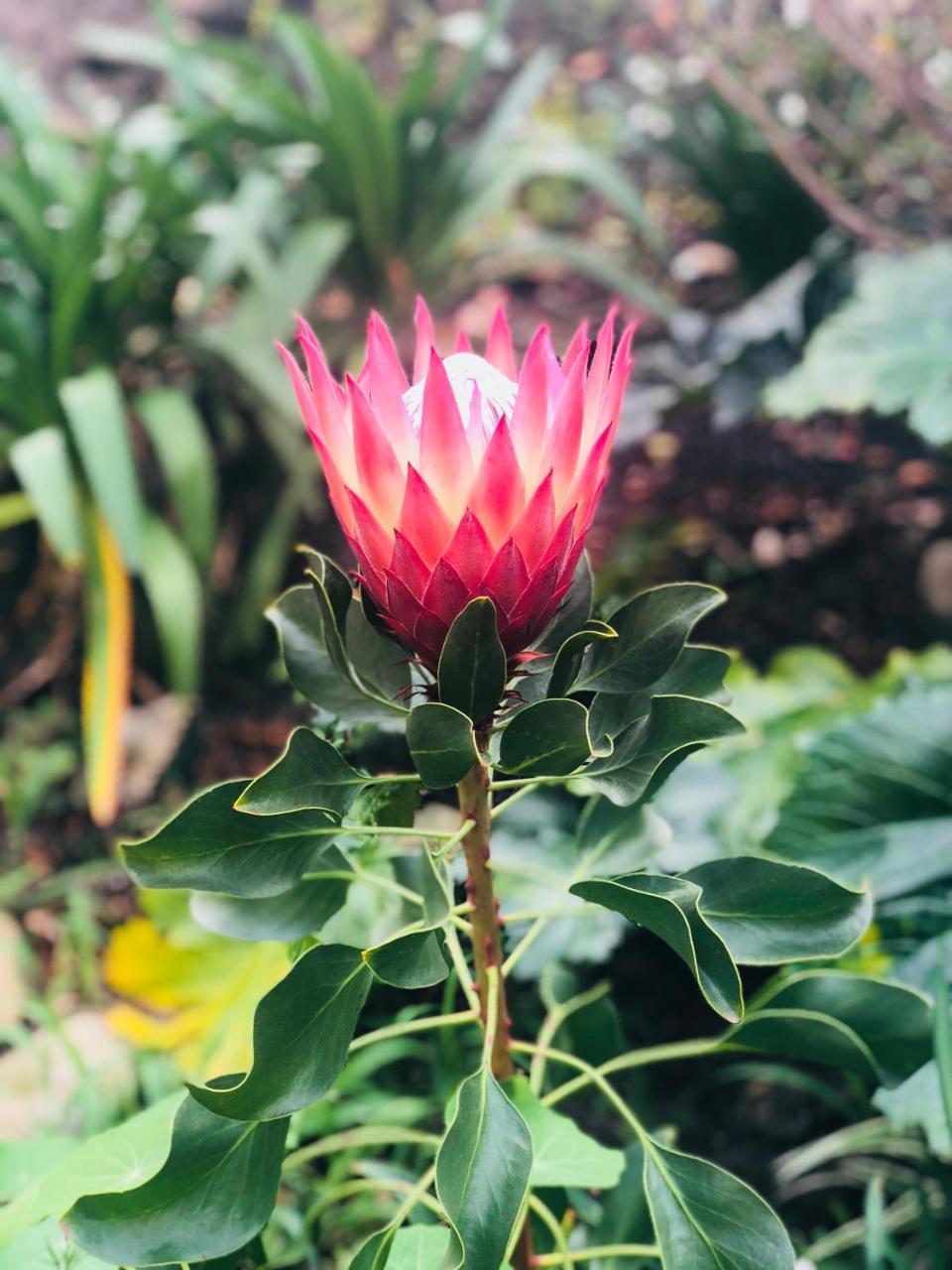 11 Protea Villa Knysna Ngoại thất bức ảnh